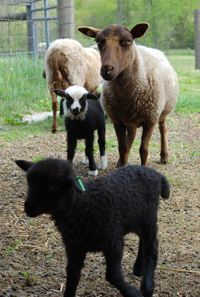 Shetland lambs