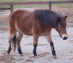 Gotland Pony