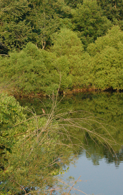 Green Heron