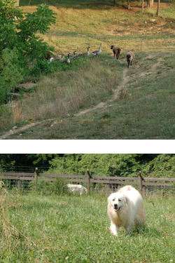 Shetland Sheep